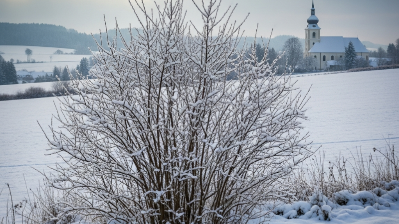 O Significado Timeless de Steeple Bush: Uma Análise Aprofundada