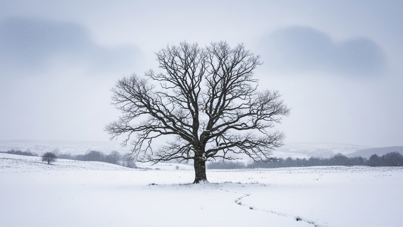 A Literatura de Robert Frost: Uma Análise de 'A Boy's Will'